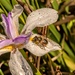 Dietes looking soggy by ludwigsdiana