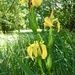 Wild Iris.. by moominmomma