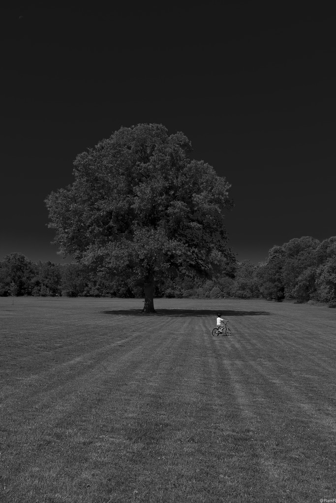 Boy & A Tree by ramr