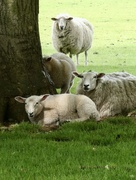 16th Jun 2020 - The Calke Abbey sheep are annoyed that cars are back in their park.