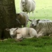 The Calke Abbey sheep are annoyed that cars are back in their park. by orchid99