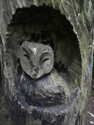 16th Jun 2020 - Owl sitting in a Tree