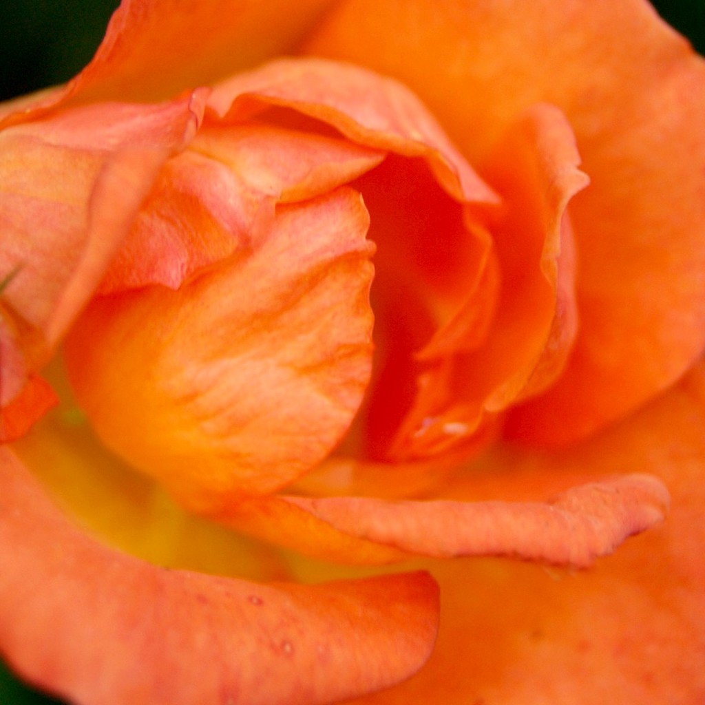 Little orange rose by filsie65