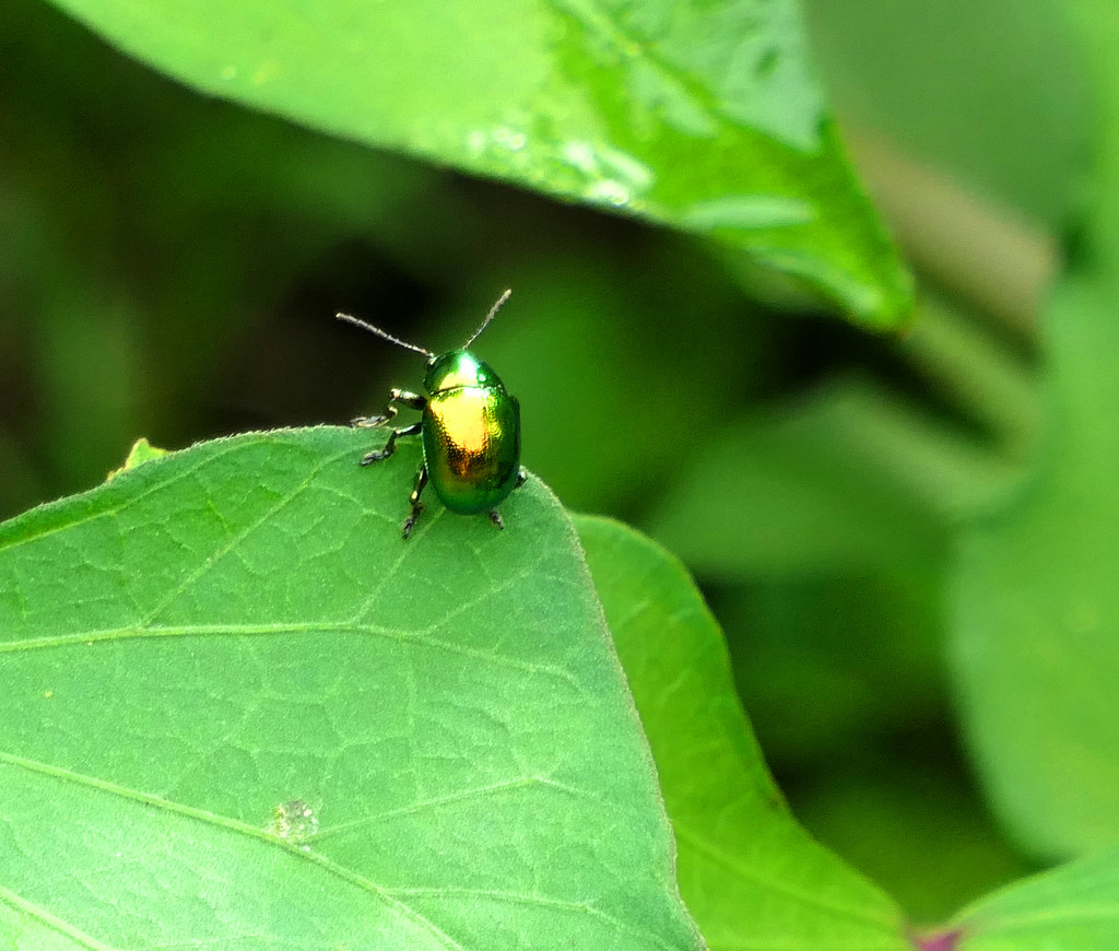 Garden Beetle by lilh