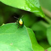 Garden Beetle by lilh