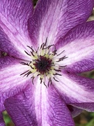 15th Jun 2020 - Clematis Flower