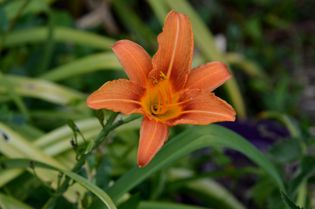 Orange Lily by arkensiel