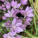 Black Bumblebee by 365projectmaxine