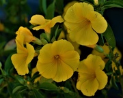 17th Jun 2020 - Pretty Yellow Flowers ~   