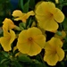 Pretty Yellow Flowers ~    by happysnaps