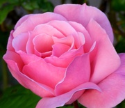 16th Jun 2020 - Flower of a Queen Elizabeth Rose