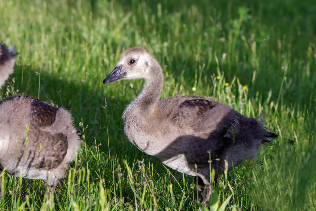Baby Gosling At Lancaster Heights by farmreporter