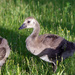 Baby Gosling At Lancaster Heights by farmreporter