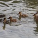 Family swim by monicac