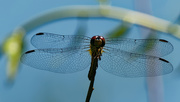 16th Jun 2020 - band-winged meadowhawk dragonfly