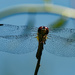 band-winged meadowhawk dragonfly by rminer