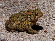 16th Jun 2020 - american toad