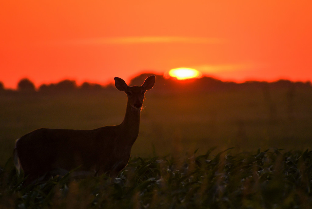 A Moment with Deer at Setting Sun by kareenking