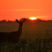 A Moment with Deer at Setting Sun by kareenking