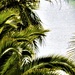 Palms by sandradavies