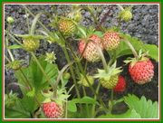 16th Jun 2020 - Home grown strawberries