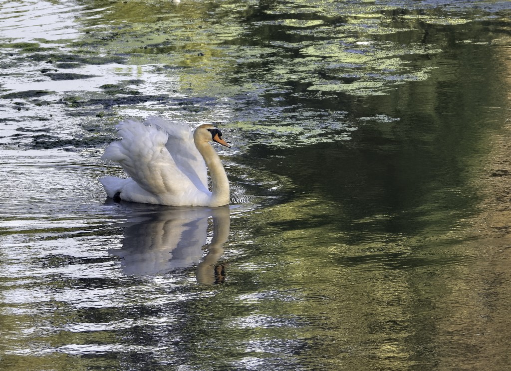Swan  by lynnz