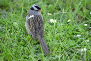 12th Jun 2020 - White-Crowned Sparrow and Daisy