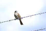 15th Jun 2020 - White-crowned Sparrow on Barbed Wire