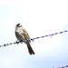 White-crowned Sparrow on Barbed Wire by stephomy