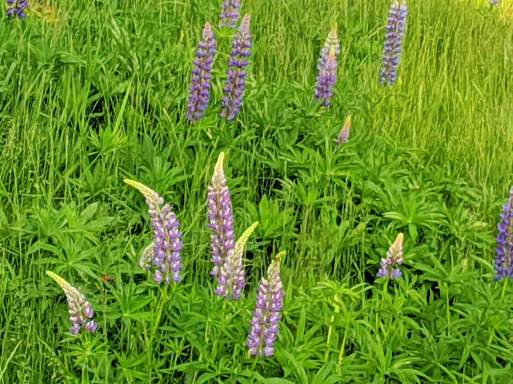 Lupines! by gq