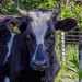 The Cows are Back by farmreporter