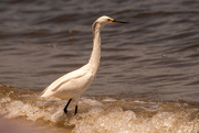 16th Jun 2020 - Snowy Egret, Waiting for a Handout!