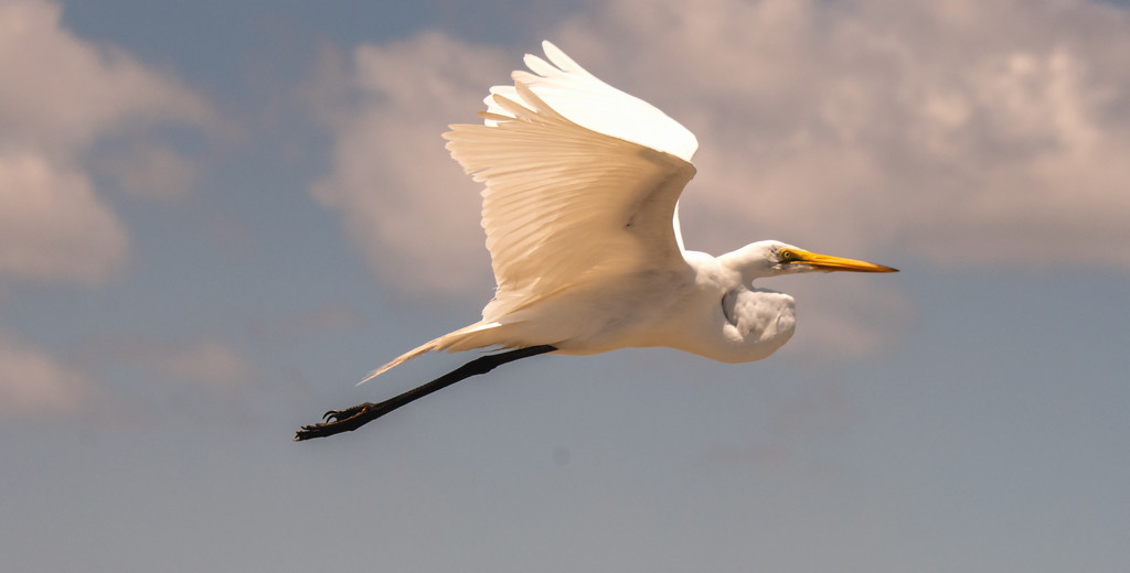 Egret Flying Over to Get Handouts! by rickster549