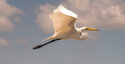 16th Jun 2020 - Egret Flying Over to Get Handouts!