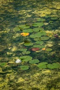 17th Jun 2020 - Hopscotch on the Lily Pads