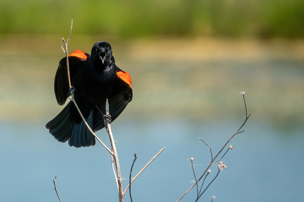 Red-Winged Blackbird Sings by jyokota