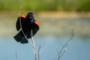 16th Jun 2020 - Red-Winged Blackbird Sings