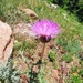 Thistle by harbie