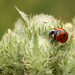 Ladybird by bybri