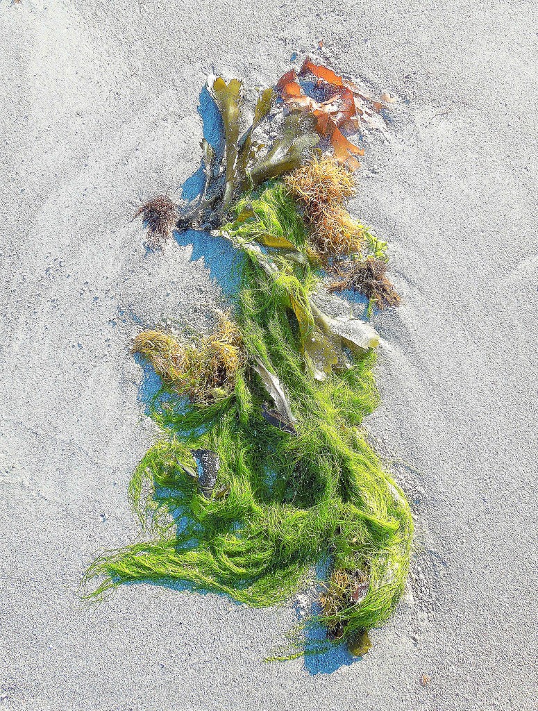Seaweed (3) by etienne