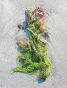 16th Jun 2020 - Seaweed (3)