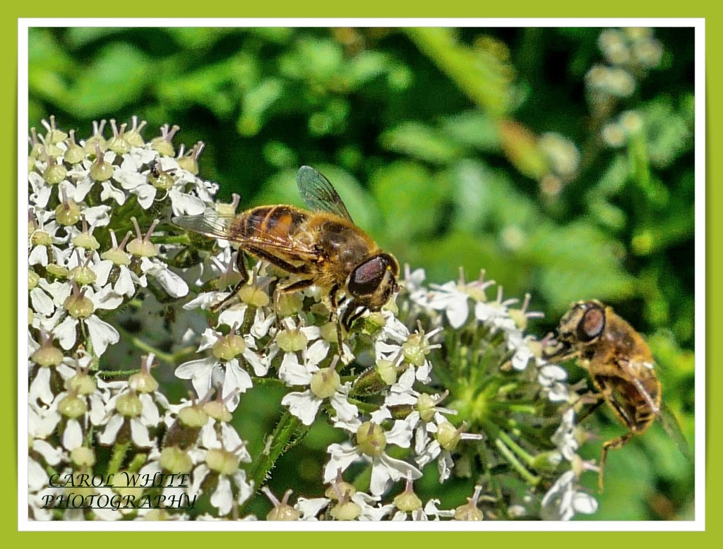 Hoverflies And Cow Parsley by carolmw