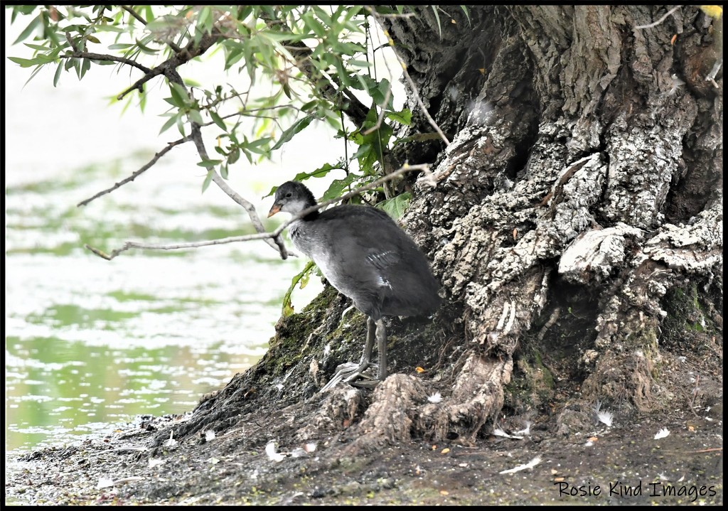 RK3_8960 Young coot by rosiekind