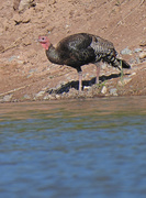 17th Jun 2020 - Wild Turkey by the Rio Grande