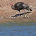 Wild Turkey by the Rio Grande by janeandcharlie
