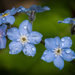 Forget Me Nots by 365karly1