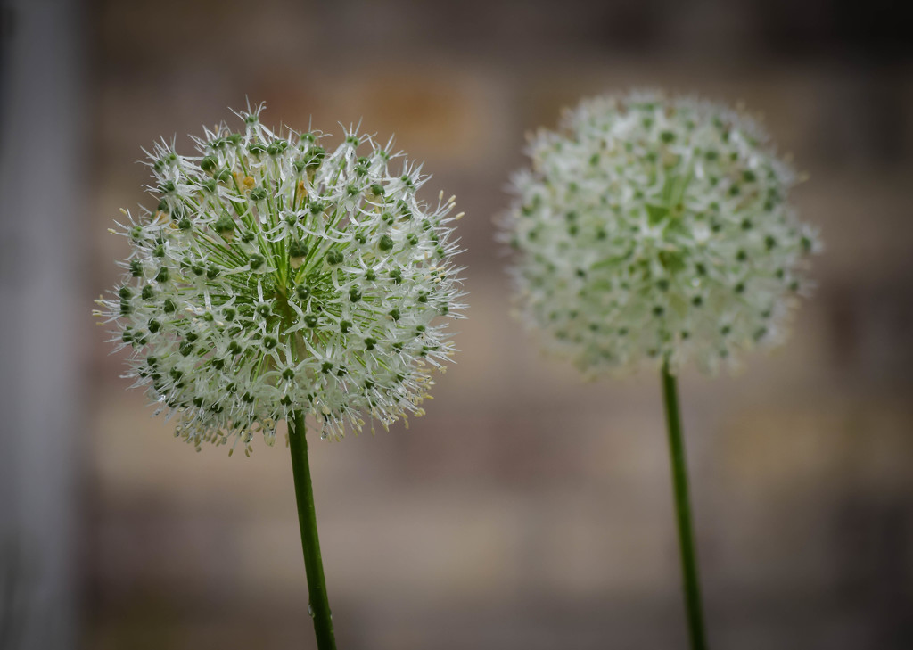Alliums for Two by marylandgirl58