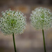Alliums for Two by marylandgirl58