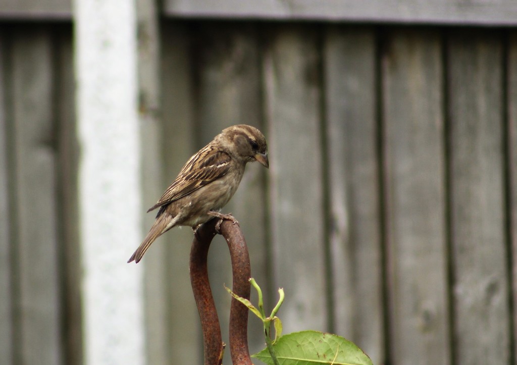 Sparrow perching by boxplayer