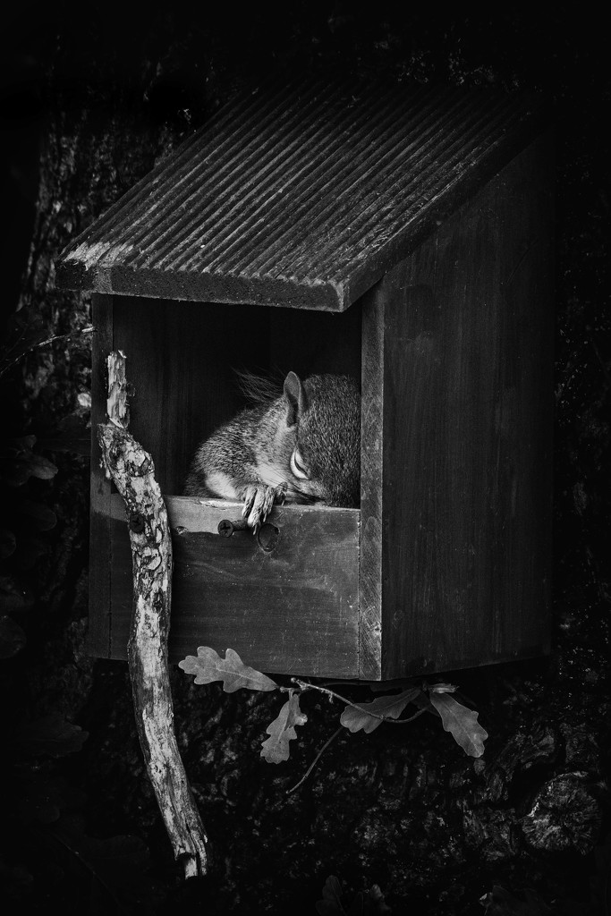 Morning snooze in the bird box. by gamelee